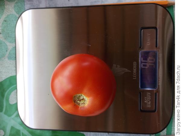 Помидорная королева, вес