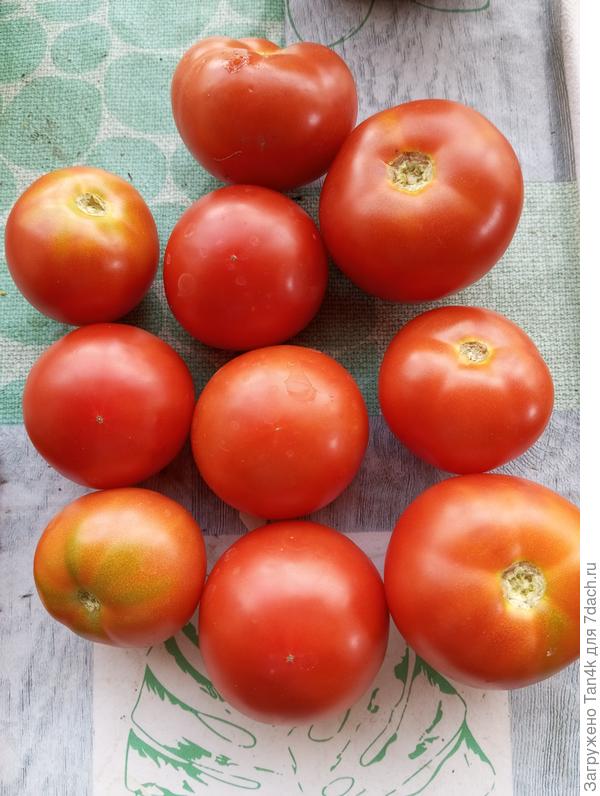 Помидорная королева