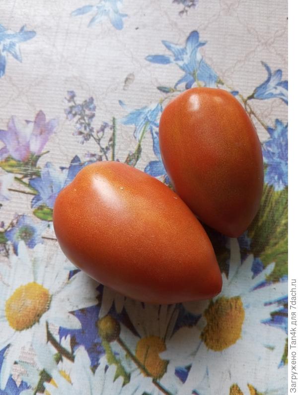 Зебра жёлтая