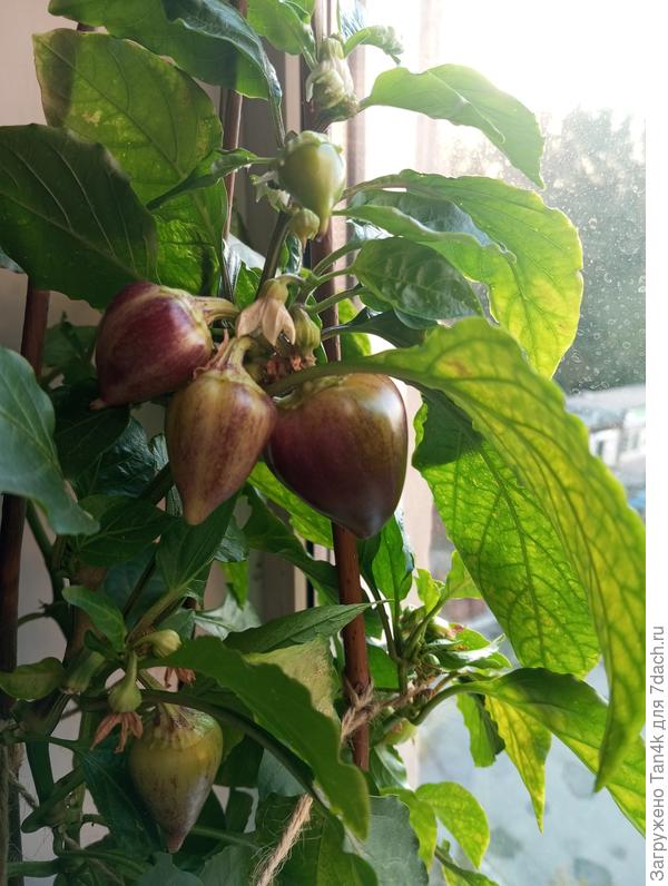 Сиреневый блеск 10.09