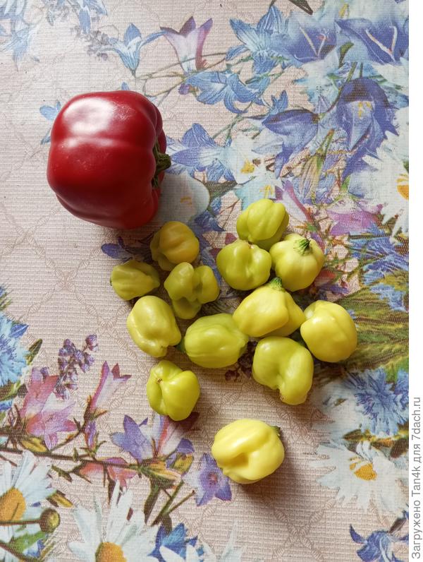 Красный Кайенский и жгучий блондин