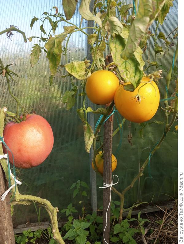 Толстопуз и Самохвал