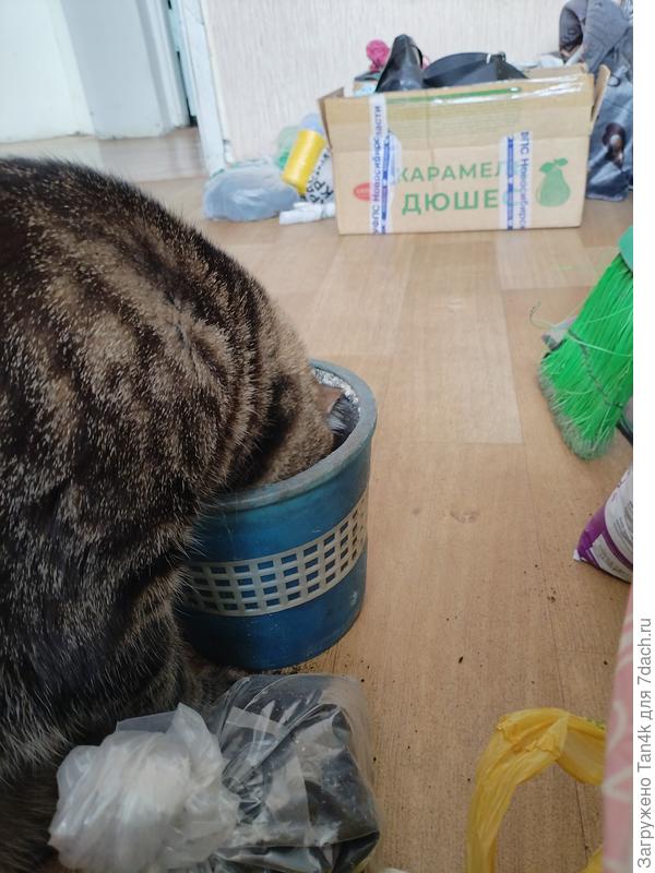 Вот из этого горшка