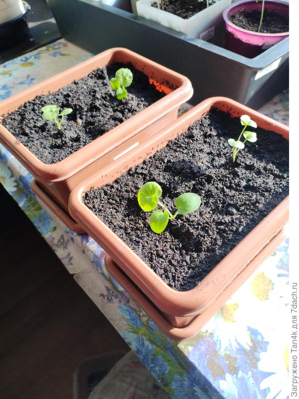 Пеларгонии