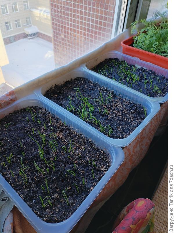 Альбион, халцедон, Даниловский