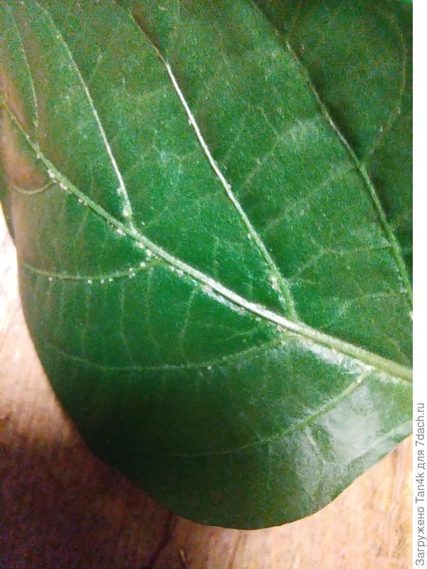 Так начинается по жилке