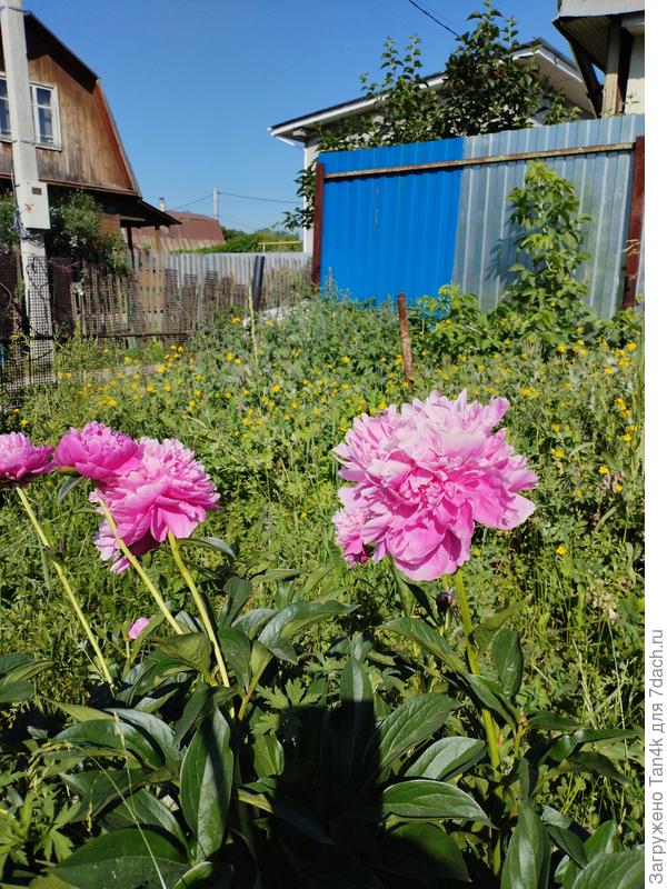 Шербет в этом году без желтых лепестков