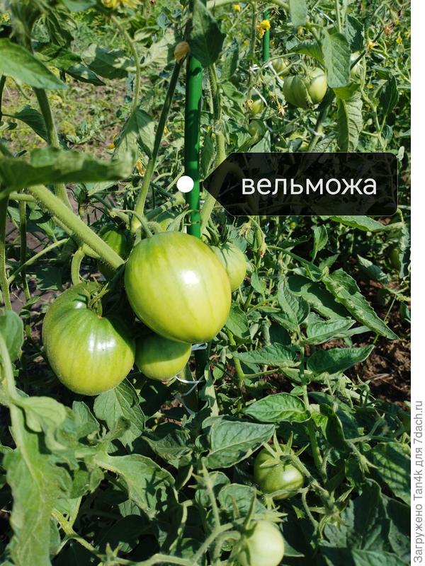 Тоже нравится. Буду смотреть на следующий год