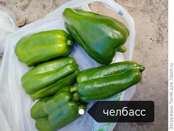 Челбасский гигант