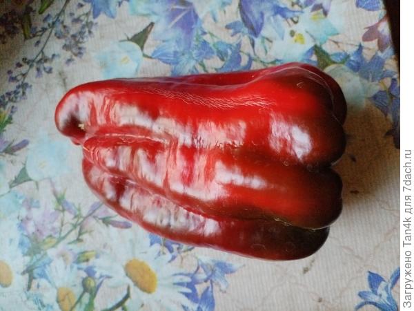 Челбасский гигант