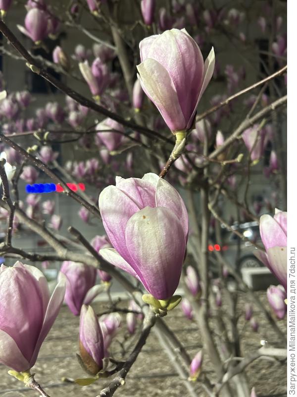 Вид вблизи (цветок)