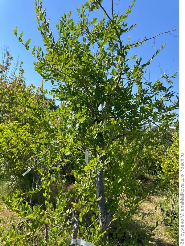 4. Вяз мелколистный