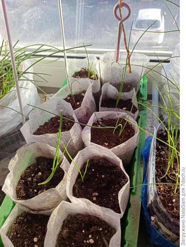 Лук Классика