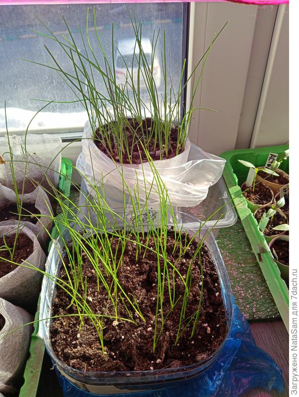 Лук батун Апрельский