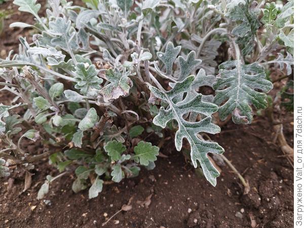 Фотография листа вблизи