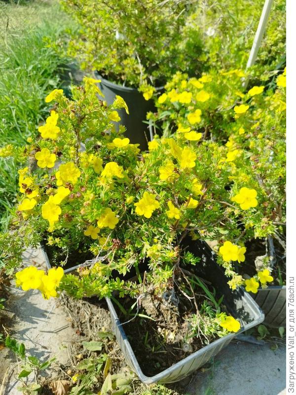 Само растение