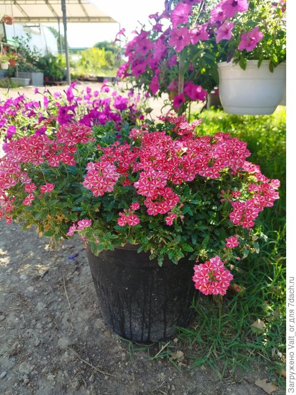 Само растение