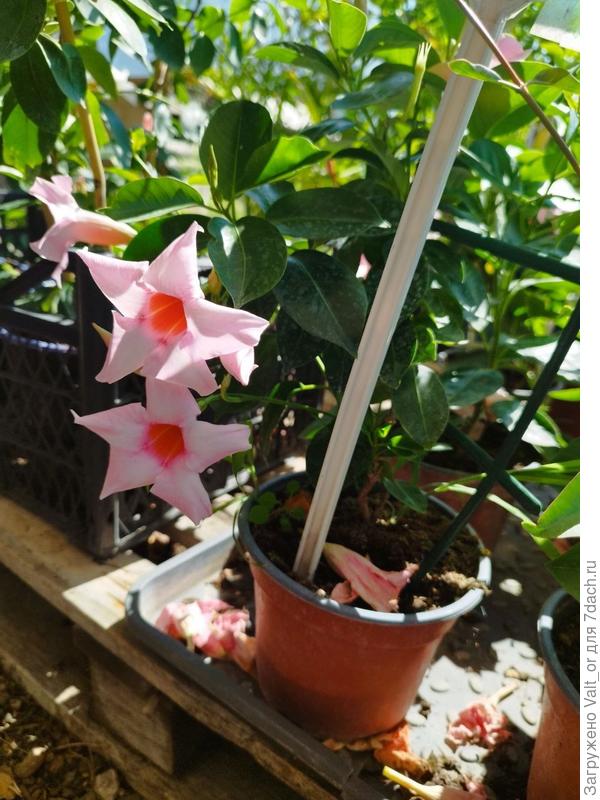 Само растение