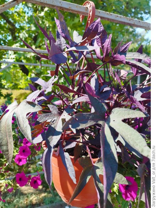 Само растение