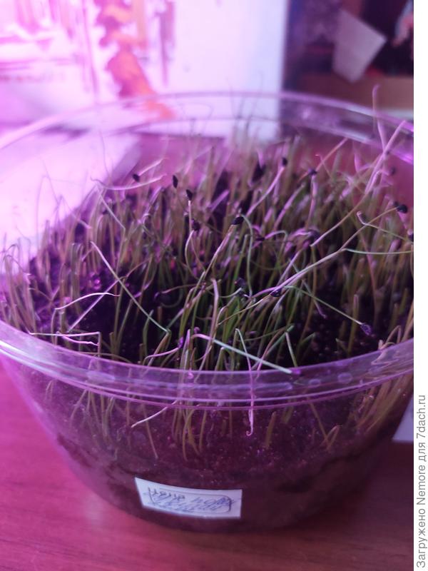 Немного сохнут кончики... грунт влажный в меру... стоит под лампами, видимо воздух суховат...