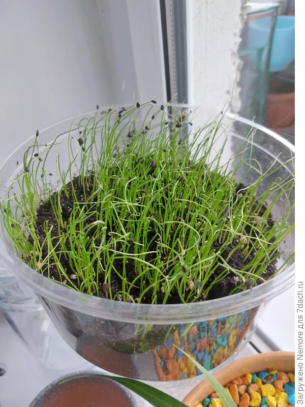 Поставила) не такой уж он и подсохший, вечером страшнее казался)