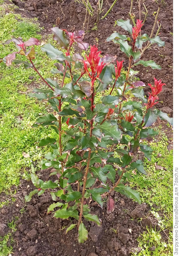 фото вблизи