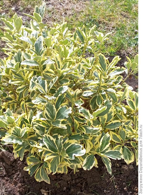 фото вблизи