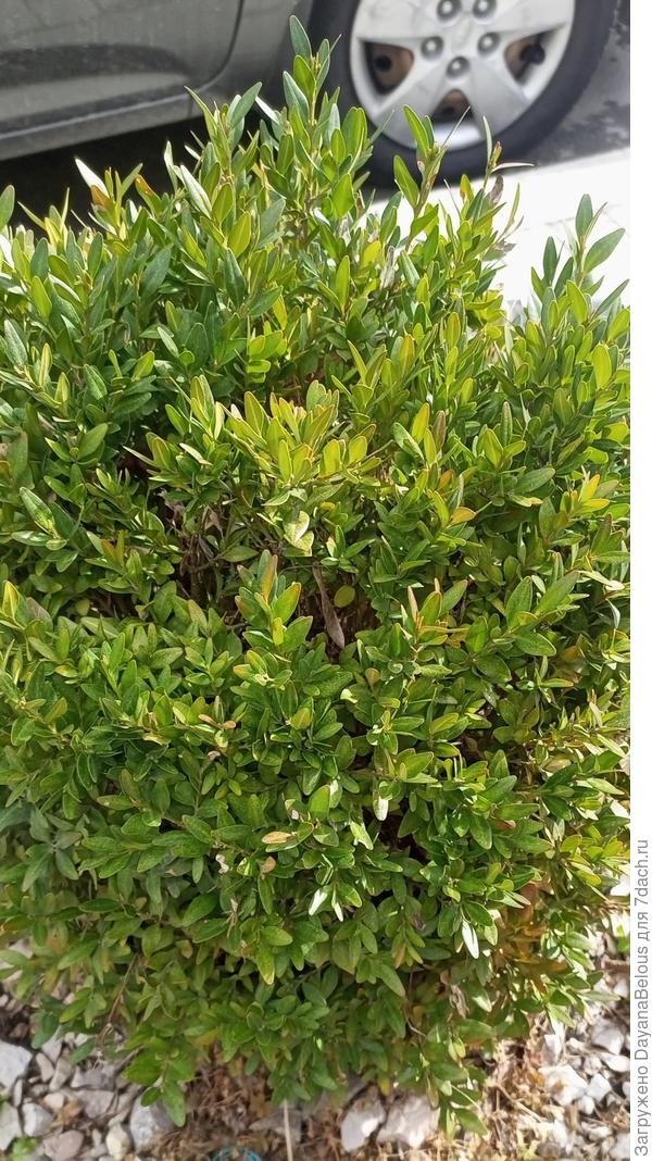 фото вблизи