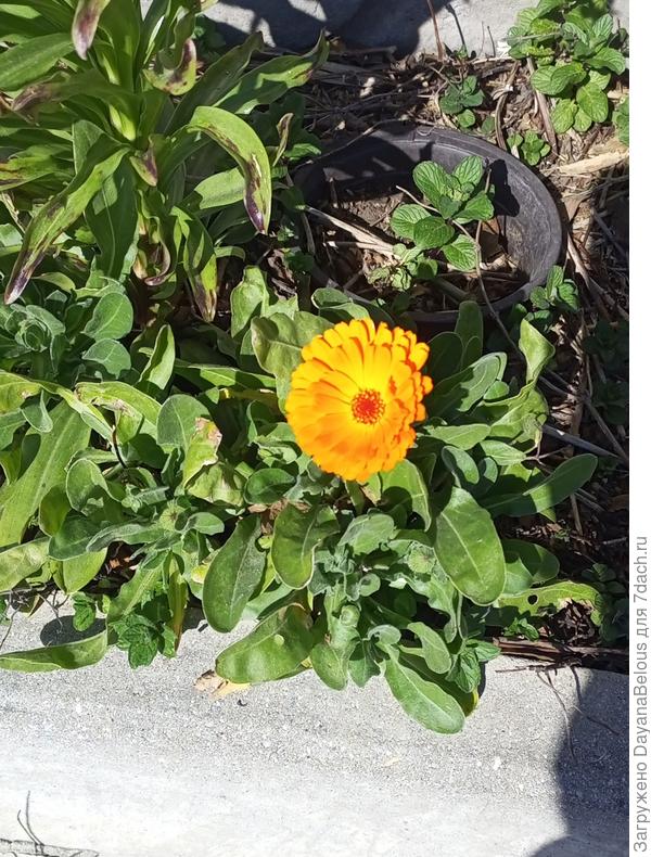 фото вблизи