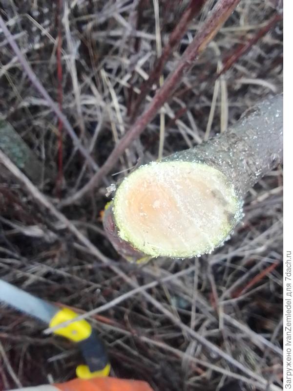 Ствол дерева