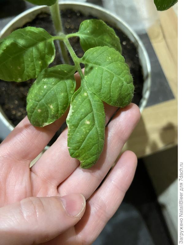 Балконное чудо