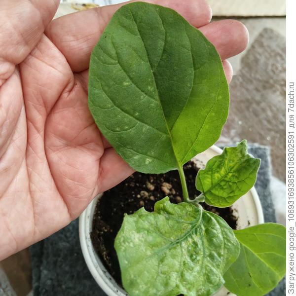 Рассада баклажан