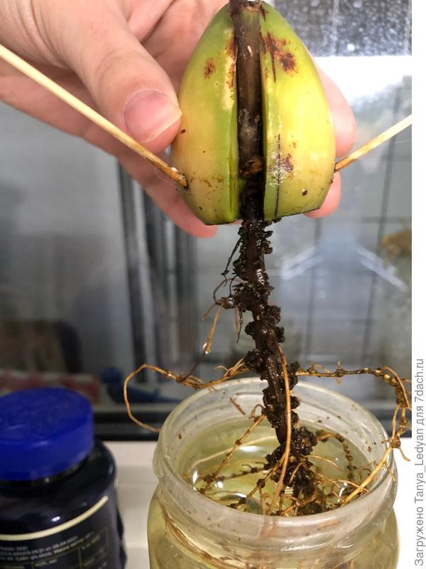 Вот такой корень авокадо
