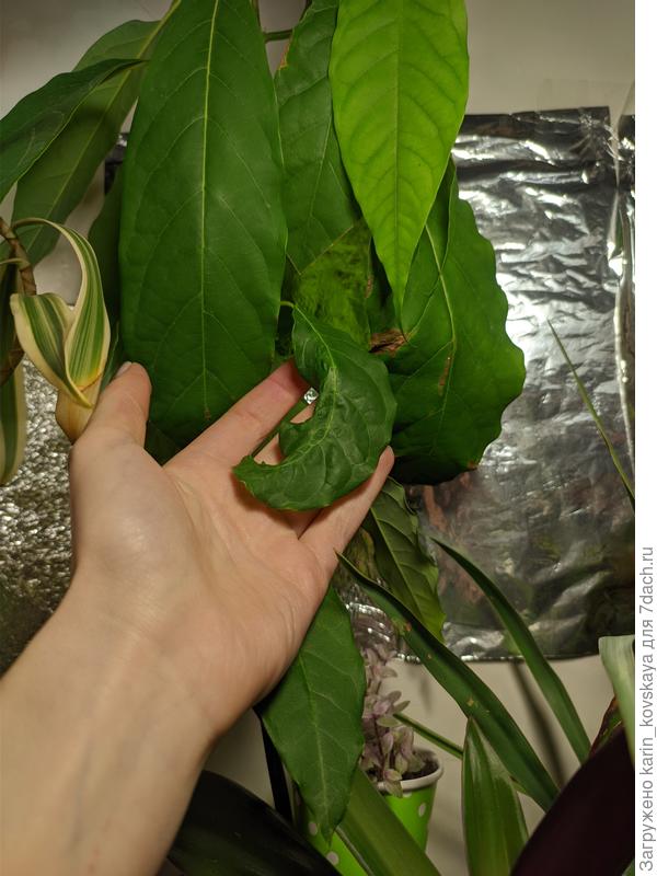 Проблемные листики