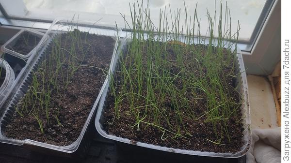 Слева Халцедон, справа Эксибишен+Ретро