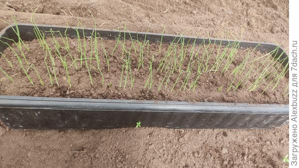 Стурон, сеял в конце марта