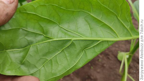 снизу листа