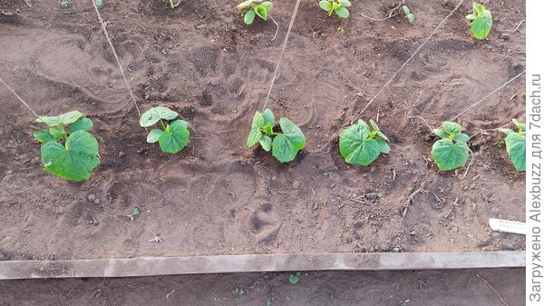 огурцы стоят "огурцом"