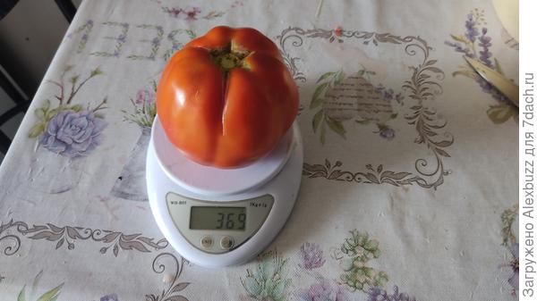 Флёр де пари, семена от Леры