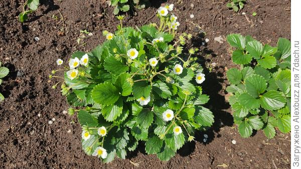 готовится к первому урожаю