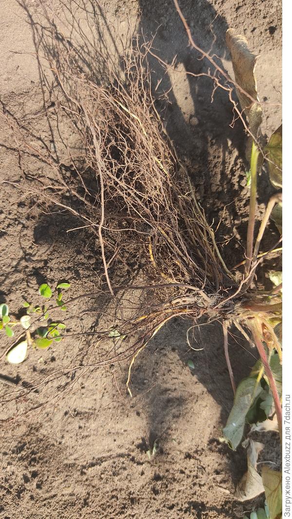 корни
