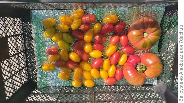 Тамара, Румянец и Королевская сливка