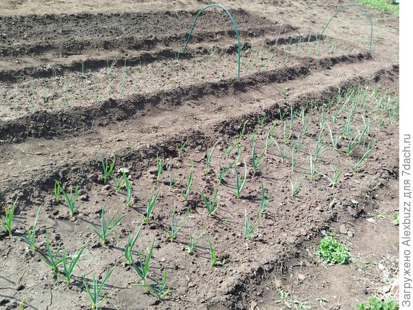 на переднем плане чеснок