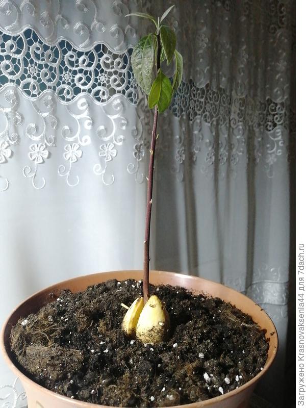 Косточка на поверхности. Как правильно обрезать верхушку?