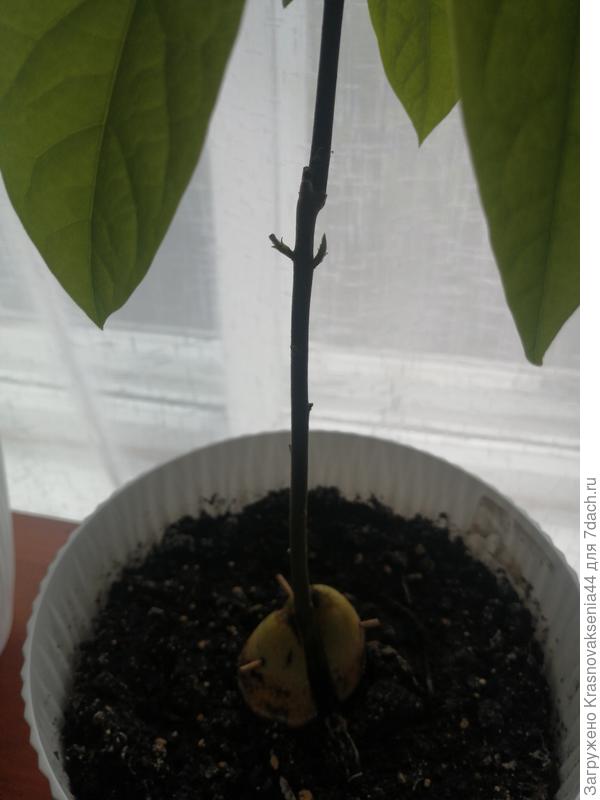 Вот из этих