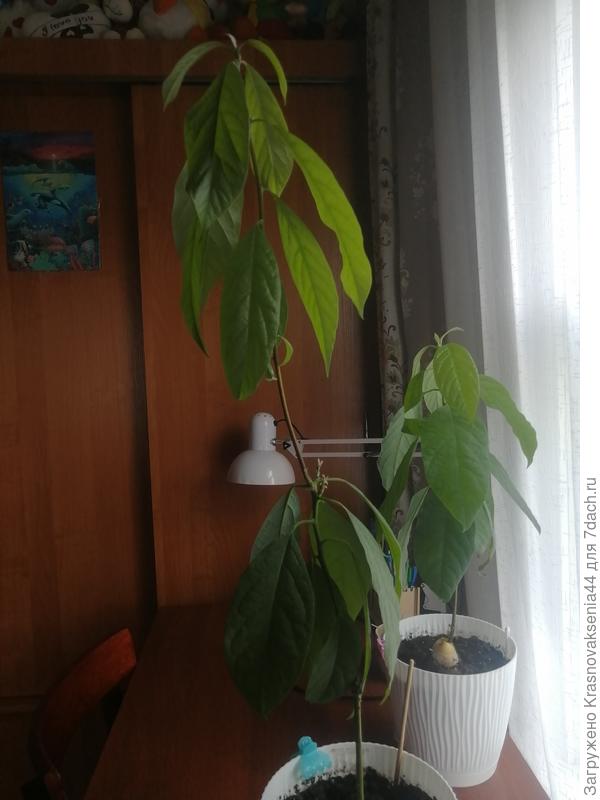 С этим все хорошо, но он странно растёт. Может можно как то подправить рост?