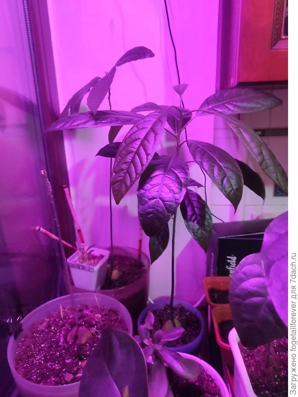 остальные авокадо