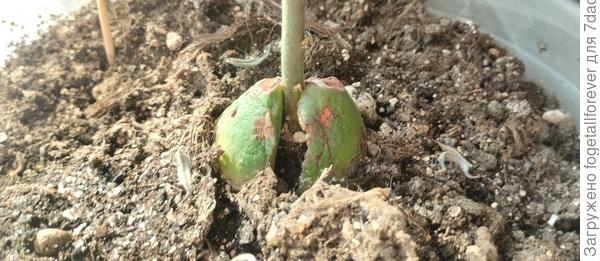 Видно на грунте отмершие микролистики