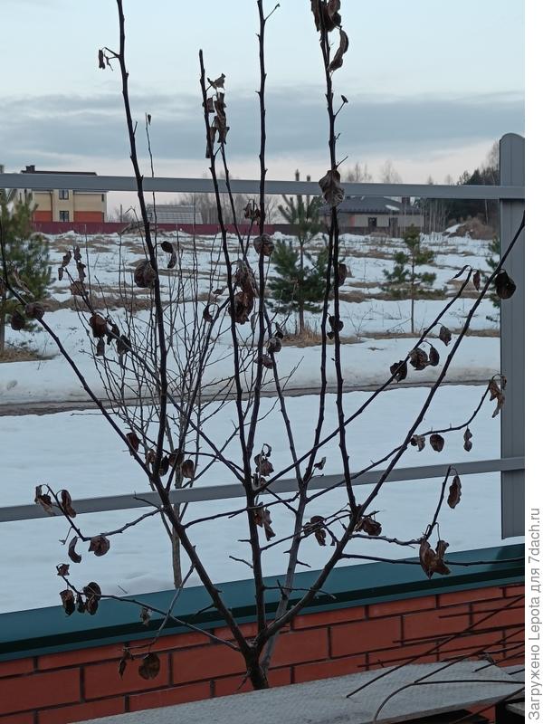 Яблоня сорт Китайка Кэр, крона ближе