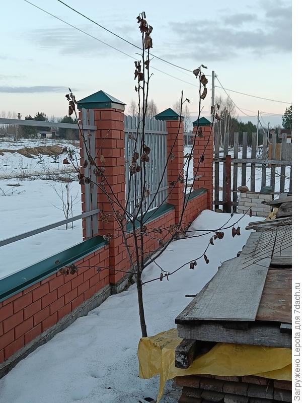 Яблоня сорт Китайка Кэр